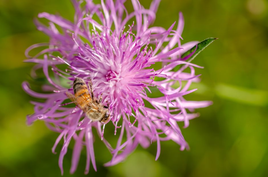 Varroa: ako ju rozpoznať a liečiť